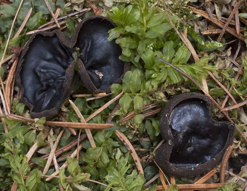 Pseudoplectania nigrella